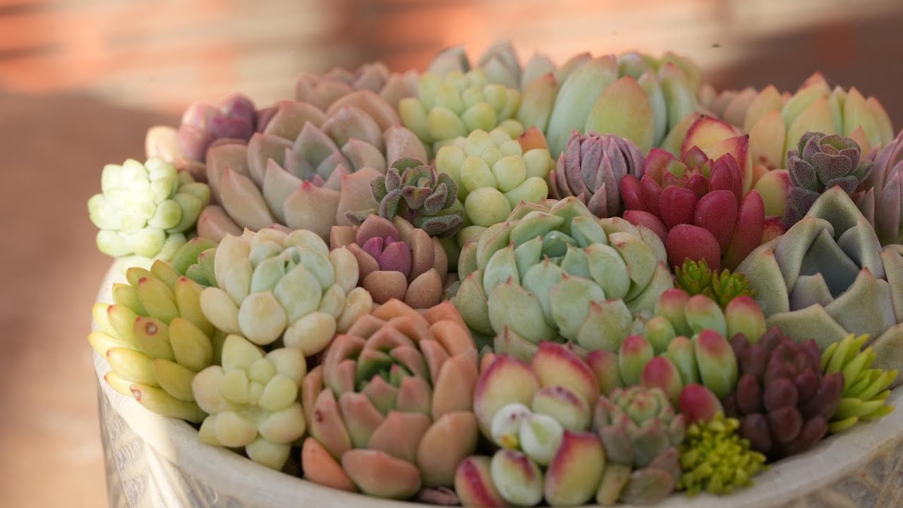 375【その寄せ植え枯れるかも!?】ここをチェックで大丈夫。ずっと