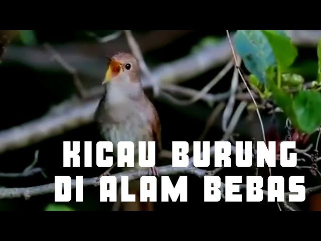 KICAU BURUNG MERDU SEKALI DI ALAM BEBAS class=