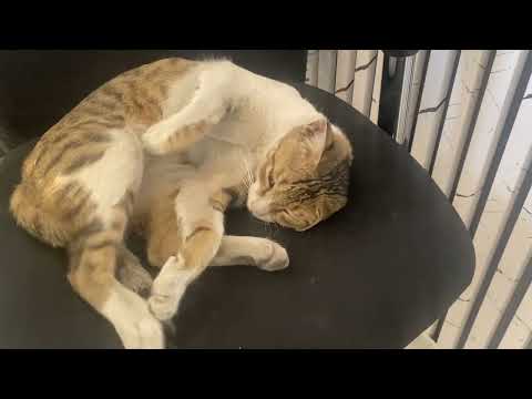 این گربه یهو عین فرشته ها تو محل ظاهر شده و انگار سالهاست که با ما آشناست اسمشو چی بزاریم