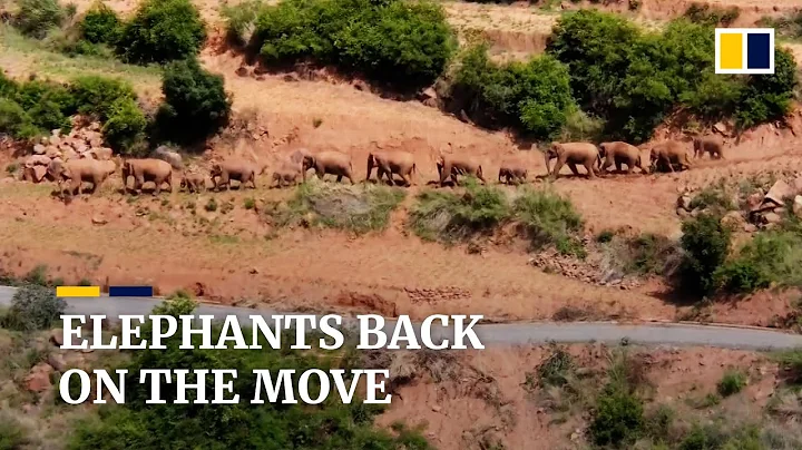 China’s herd of rare Asian elephants heads north again after moving south - DayDayNews