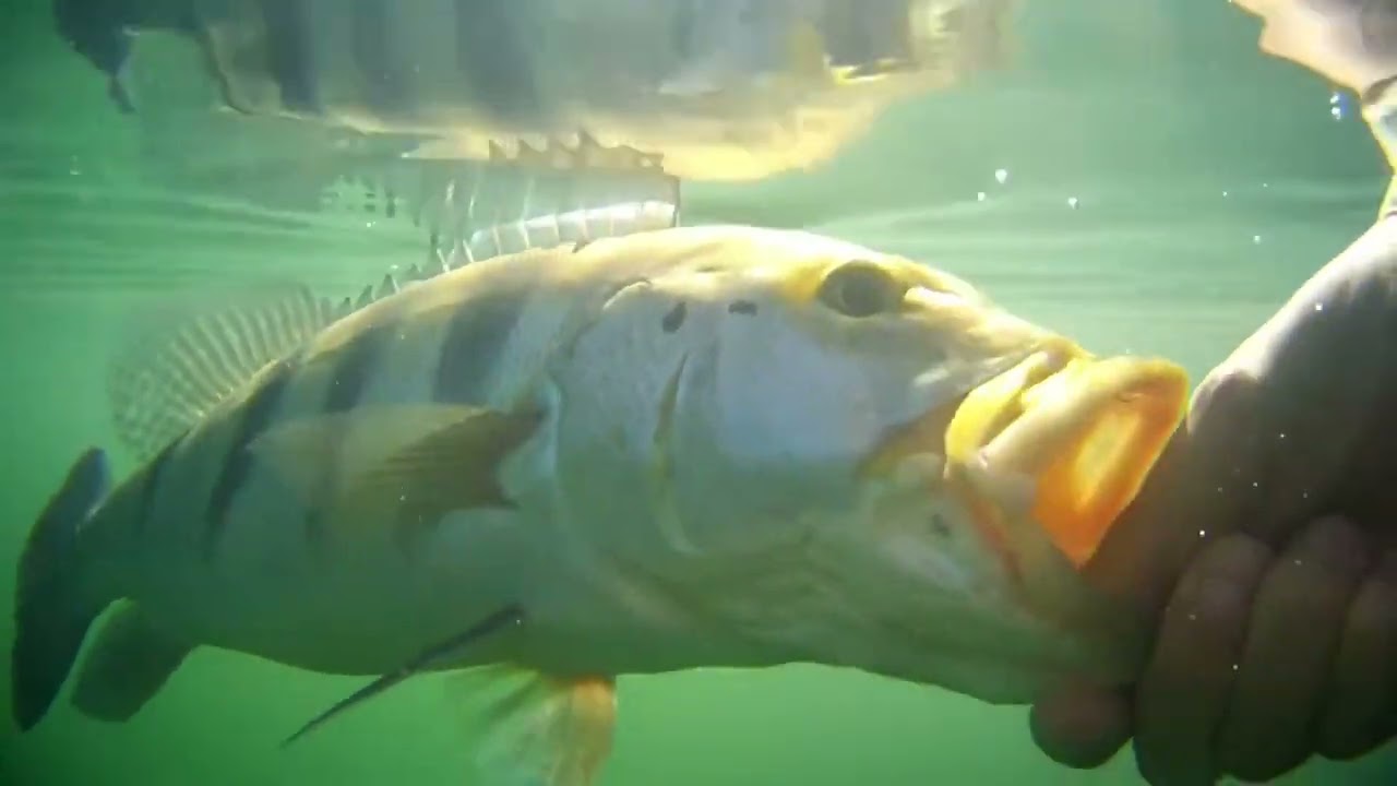 13 anos de Pesca Verdade !