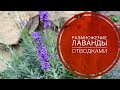 ЛАВАНДА-Размножение🌸Пересаживаю укоренившиеся веточки на новое место