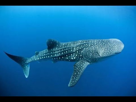 Video: Nejdelší Zaznamenaná Trans-tichomořská Migrace žraloka Velryby (Rhincodon Typus)