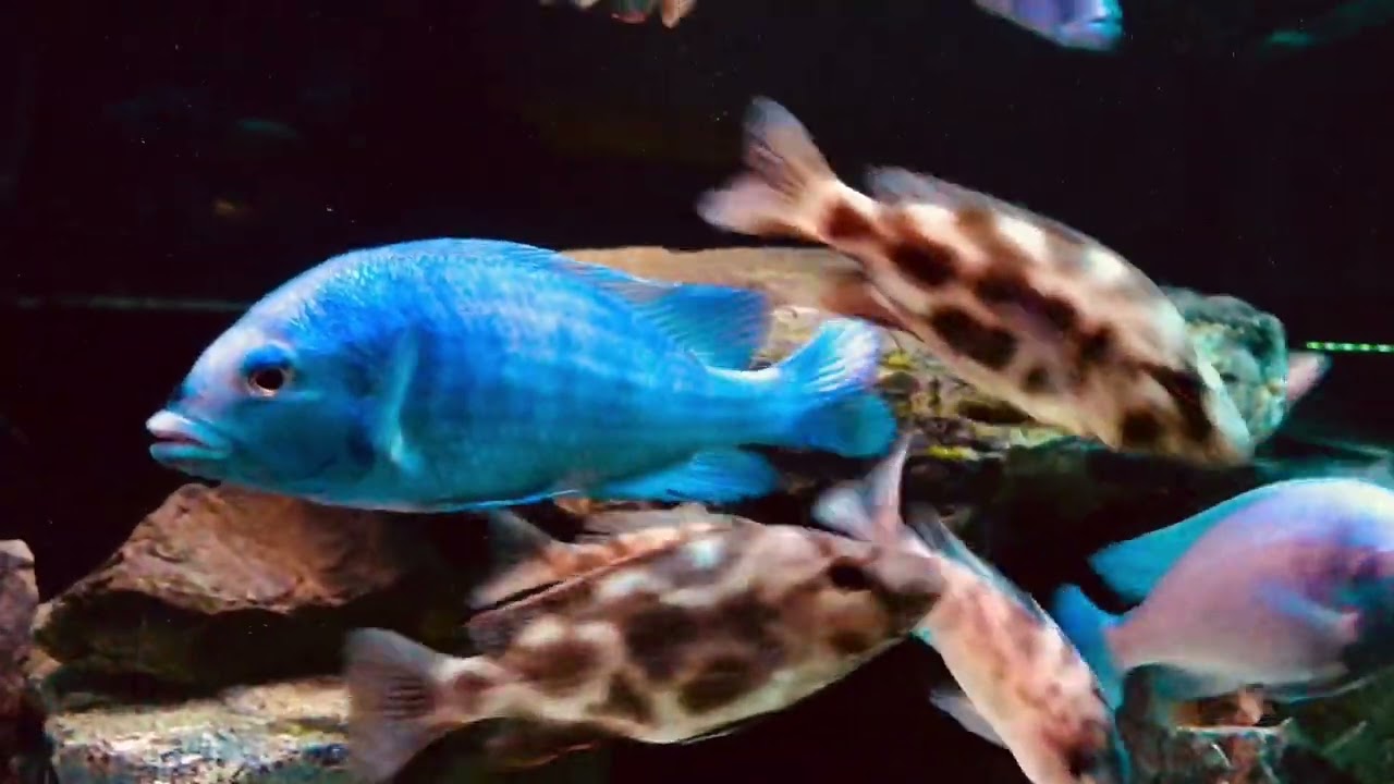 アフリカンシクリッド African Cichlids 熱帯魚 Aqua Youtube