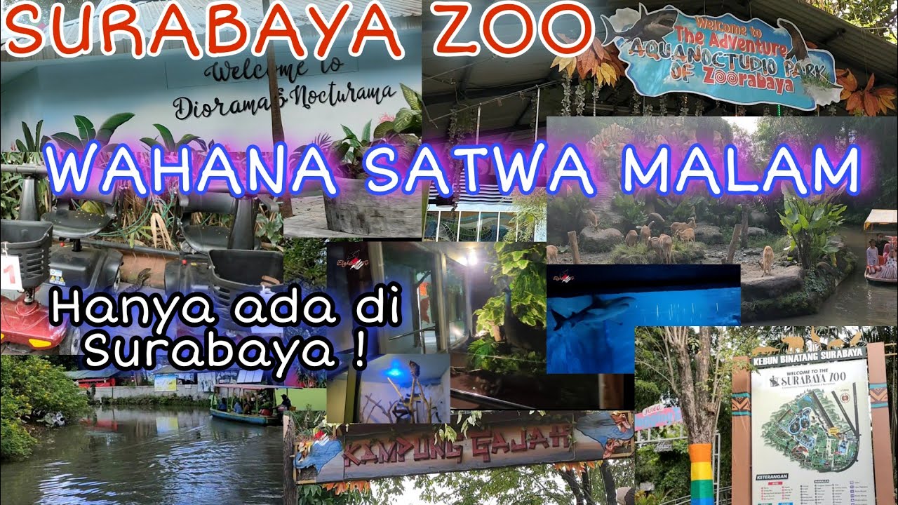 Aquanoctudio (kbs) Wahana satwa malam, Hanya Ada Di surabaya  || Surabaya ZOO