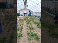 #일본 #farming 📍👉🔔🤣🤣
