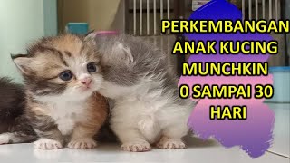 PERKEMBANGAN ANAK KUCING MUNCHKIN 0 SAMPAI 30 HARI