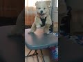 #pets #shitzu_lover #shortsfeed #shortscreator #shortstrending