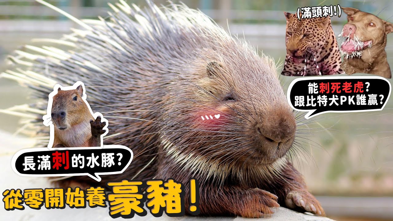 【從零開始養】豪豬!跟比特PK誰贏?豹、獅、虎，居然會被反殺?印地安人吃他?【許伯簡芝】
