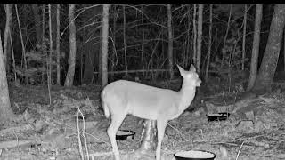 LIVE  Cam - Backyard Wildlife Maine