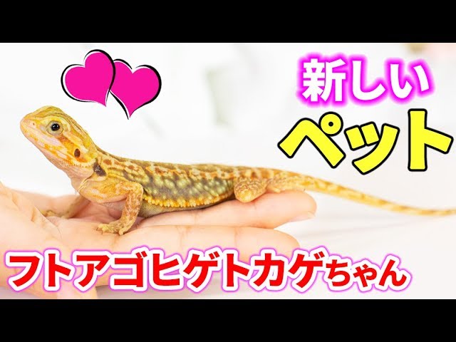 A new pet's bearded bearded lizard 💕 Bearded Dragon - YouTube