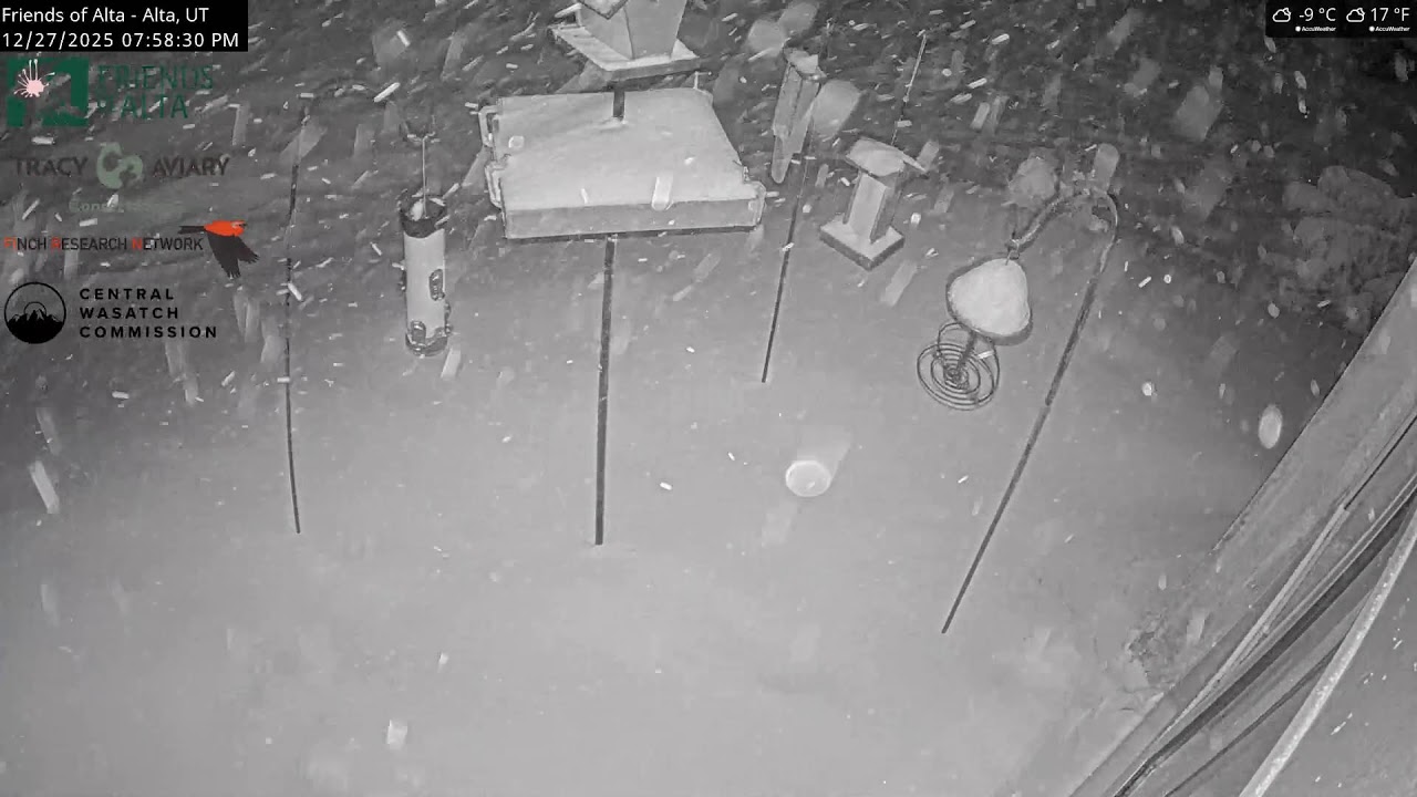 2025-12-27 - Day - Friends of Alta - Alta, UT - Live Stream Bird Feeder Cam