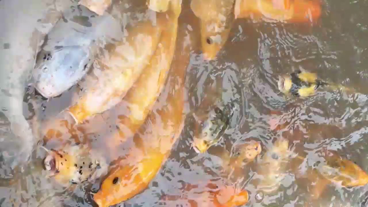  Kolam ikan mas  di kampung naga YouTube