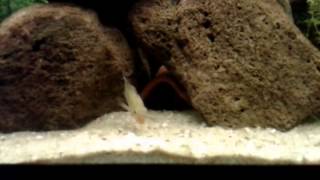 Apistogramma Norberti