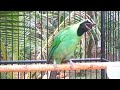 Burung Cucak Ijo Gacor Kerasukan Suara Burung Prenjak Lumut Dan Kutilang Mp3 - Mp4 Download