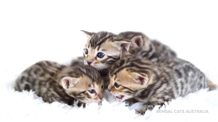Video 661771: bengal cat kitten, brown spotted bengal kitten, bengal kitten growing, bengal kitten meets, baby bengal kitten, bengal cat happy