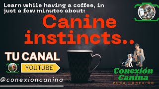 Unveiling Canine Instincts: Understanding Impulses in Dogs for Better Coexistence