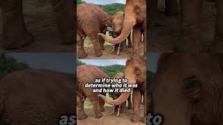 Why do African grasslands hold funerals for different species of animals#elephant #shorts #animals