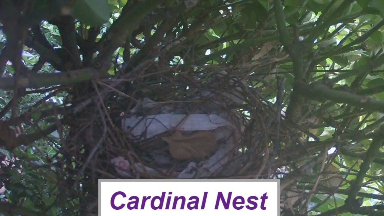 Cardinal Bird Nest - Live Stream 