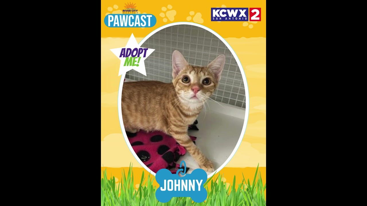 🐾 PAWCAST Weekly Pet Spotlight | Sept 1–5, 2025 | KCWX2 News