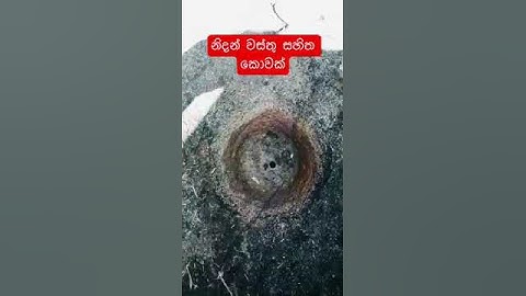 නිදන් කොව #nidan #nidanaya #asmr #maranchi #nidan_wasthu