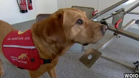 Dogs Could Detect Prostate Cancer With 98 Percent Accuracy