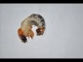 オオクワガタ　幼虫　※スライド