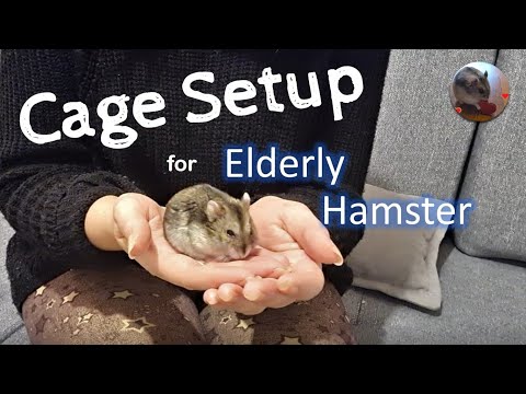 downsizing-cage-for-my-elderly-hamster-|-hamster-care-|-cage-setup