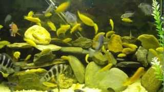 Karışık Ciklet Chiclid Akvaryumu Chiclid Yavruları