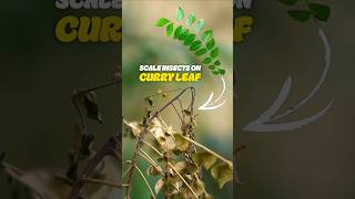 Pest You Won't Notice Until It's Too Late #ScaleInsects #CurryLeafPlant #InsectsOnCurryLeaf #plants