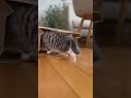 Tiny Kitten Tries to Sneak Into a Paper Bag…