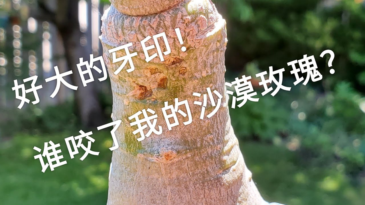 海水浴場崎頂潮汐預報