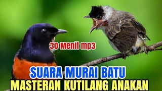 Kutilang isian - cocok buat masteran kutilang bahan SUARA MURAI BATU