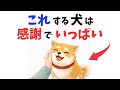 【本当に幸せ】犬が飼い主にありがとうを伝える行動 13選