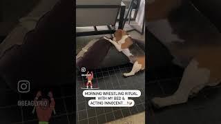 Morning Wrestling Ritual with my Bed? dog puppy beagle funny comedy funshorts dogshorts