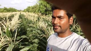 sweetcorn drip system in tirupati