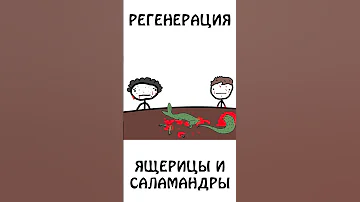 Регенерация Ящерицы и Саламандры!  #академияброкколи #shorts #саламандра #ящерица #животные