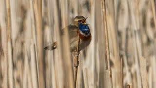 Slavík modráček (Luscinia svecica) - hlas