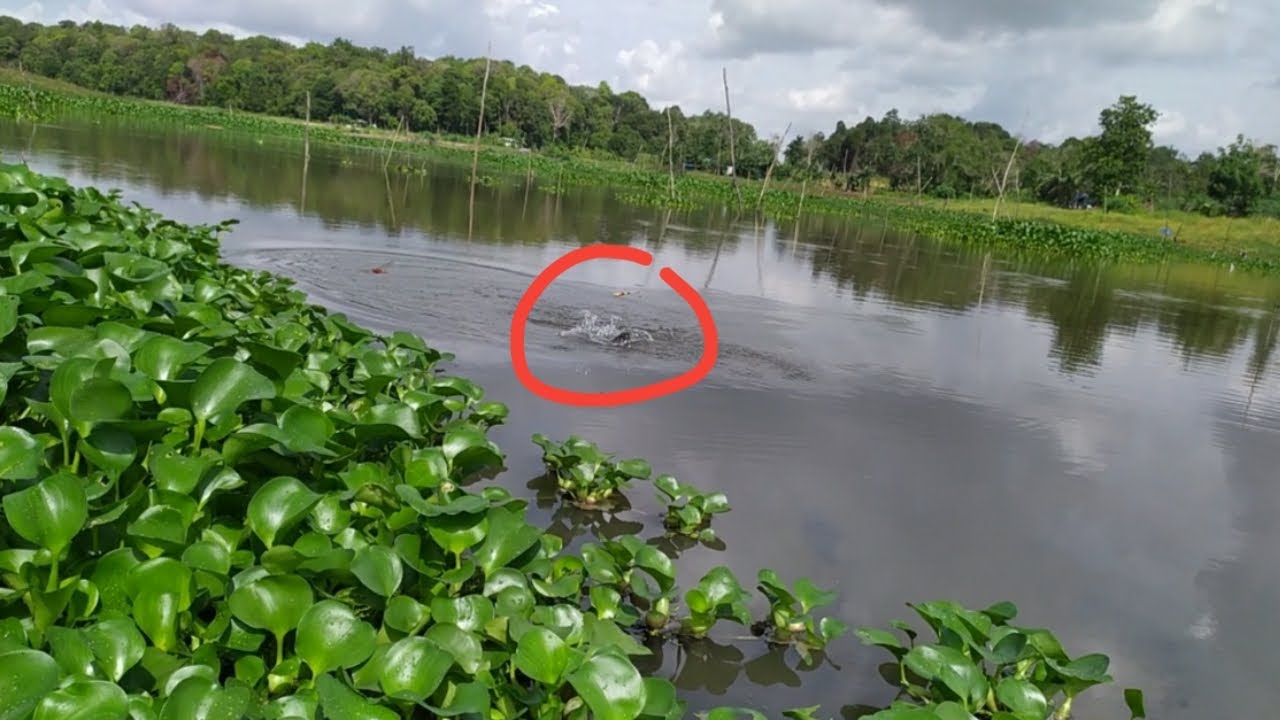 Umpan lumut mancing ikan nila|| dapat banyak
