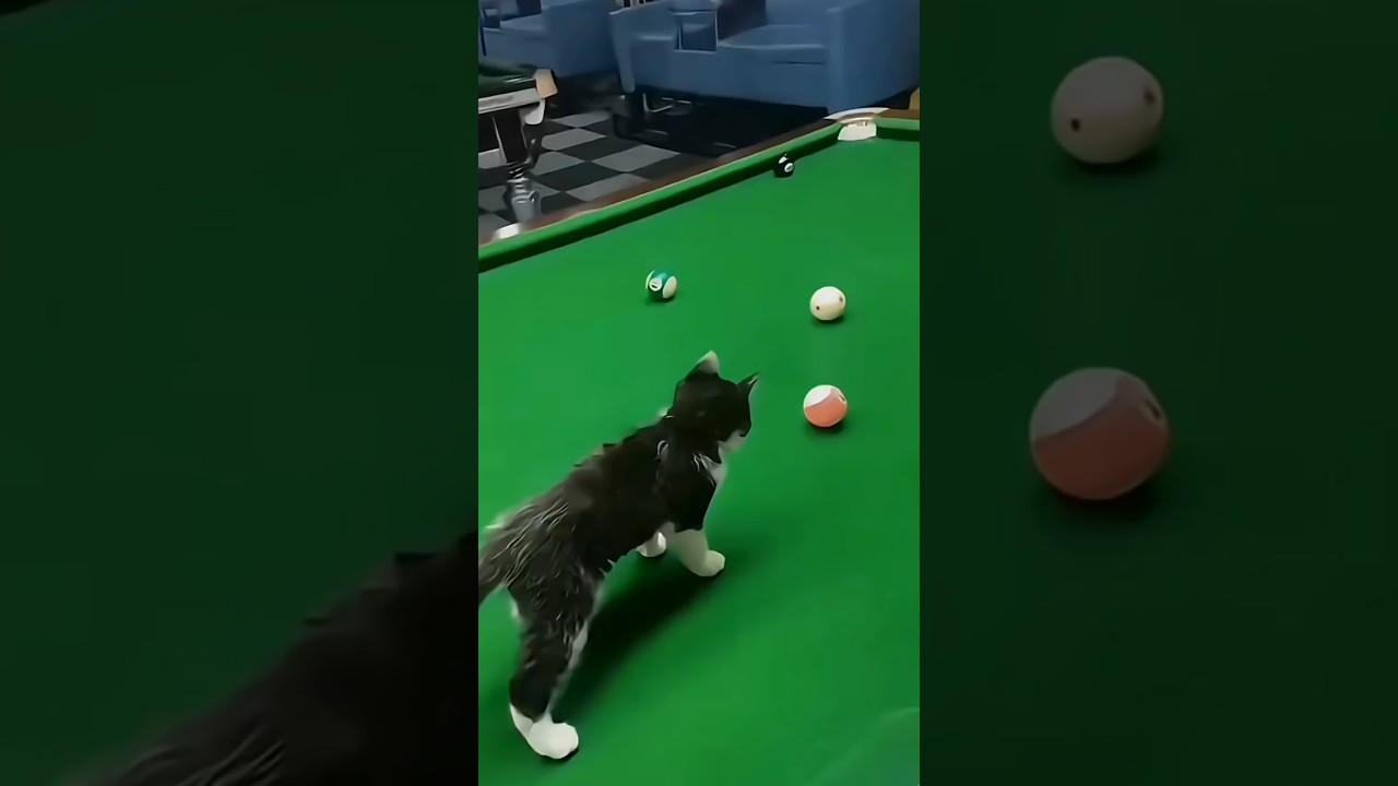Billiard Cat 🎱🐱 #Shorts #BilliardCat #FunnyCat #CuteAnimals #PetShorts
