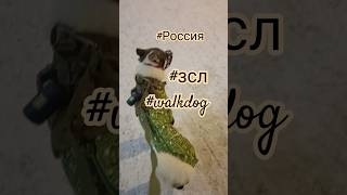 #зсл #2025 #walkdog #собака #гулять