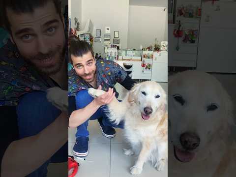 Video: Bir Golden Retriever Köpek Treni