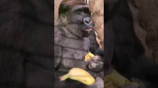 Eating the banana and the peel separately!? #gorilla #eating #asmr #satisfying