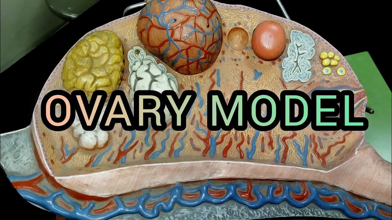 OVARY MODEL|Gross Anatomy 