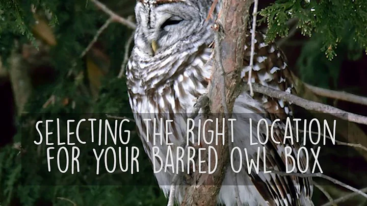 How to Choose the Right Location for Your Barred Owl Nesting Box