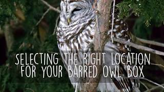 How To Choose The Right Location For Your Barred Owl Nesting Box