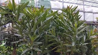 Oleander Bush Care | Donna Joshi Oleander Pests And Diseases