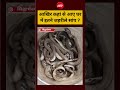 आखिर कहां से आए घर  में इतने जहरीले सांप ? #shorts #viralshorts #trendingshorts
