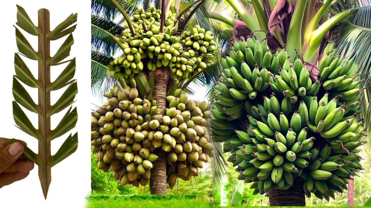 Great techniques for growing more productive coconuts YouTube