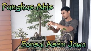 Cara membuat BONSAI ASEM JAWA agar terlihat indah || Ipenk Real Life